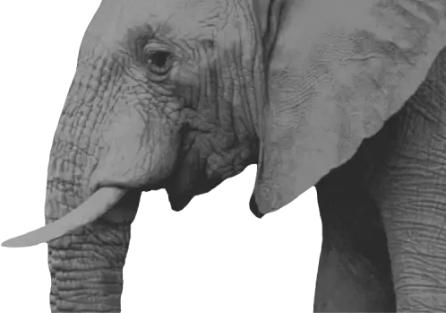 post_hero_elephant
